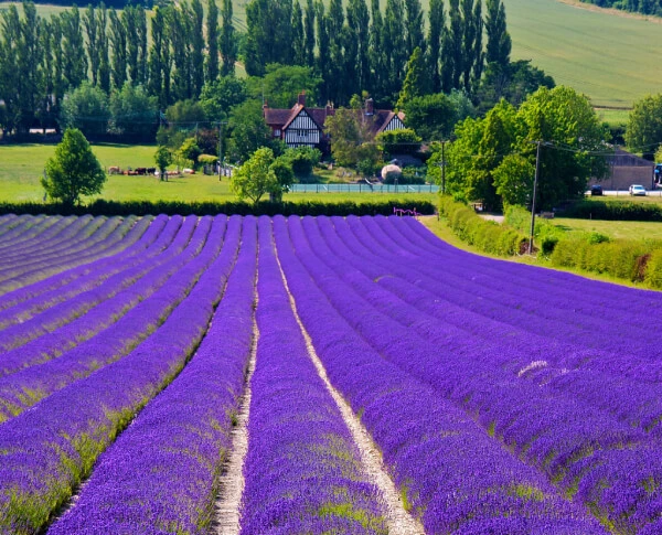 Home care services in West Kent